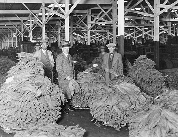Buyers compare the color of tobacco leaves to assess the grade, ca. 1930.