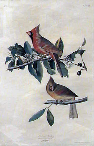 Grosbeak Cardinal print by John James Audubon.