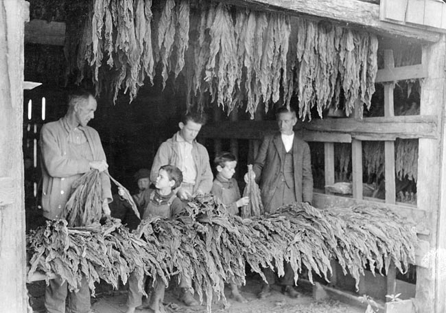 B.F. Howell family stripping tobacco, Bowling Green.